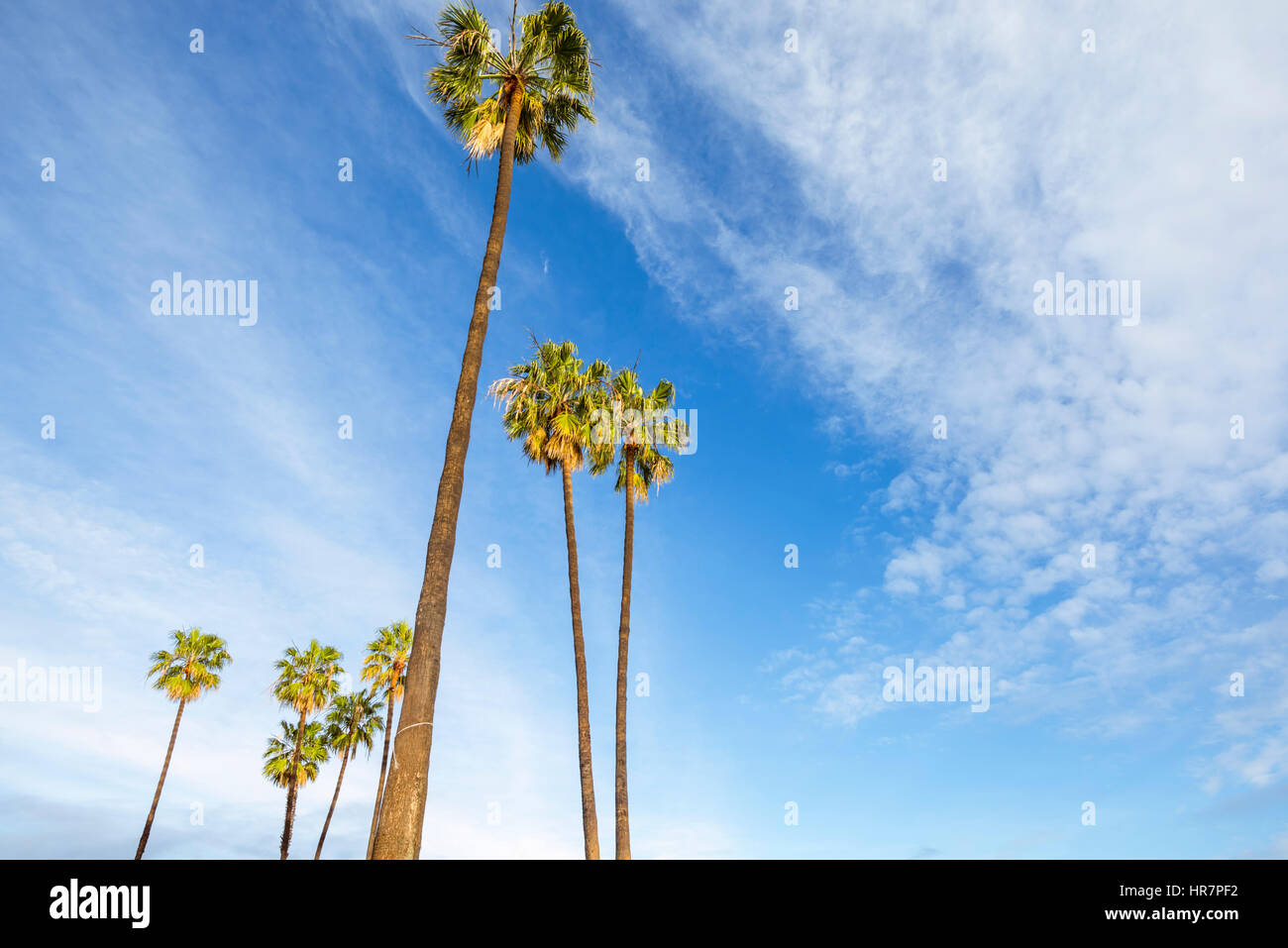 Palmen vor einem bewölkten Himmel. Kalifornien, USA. Stockfoto