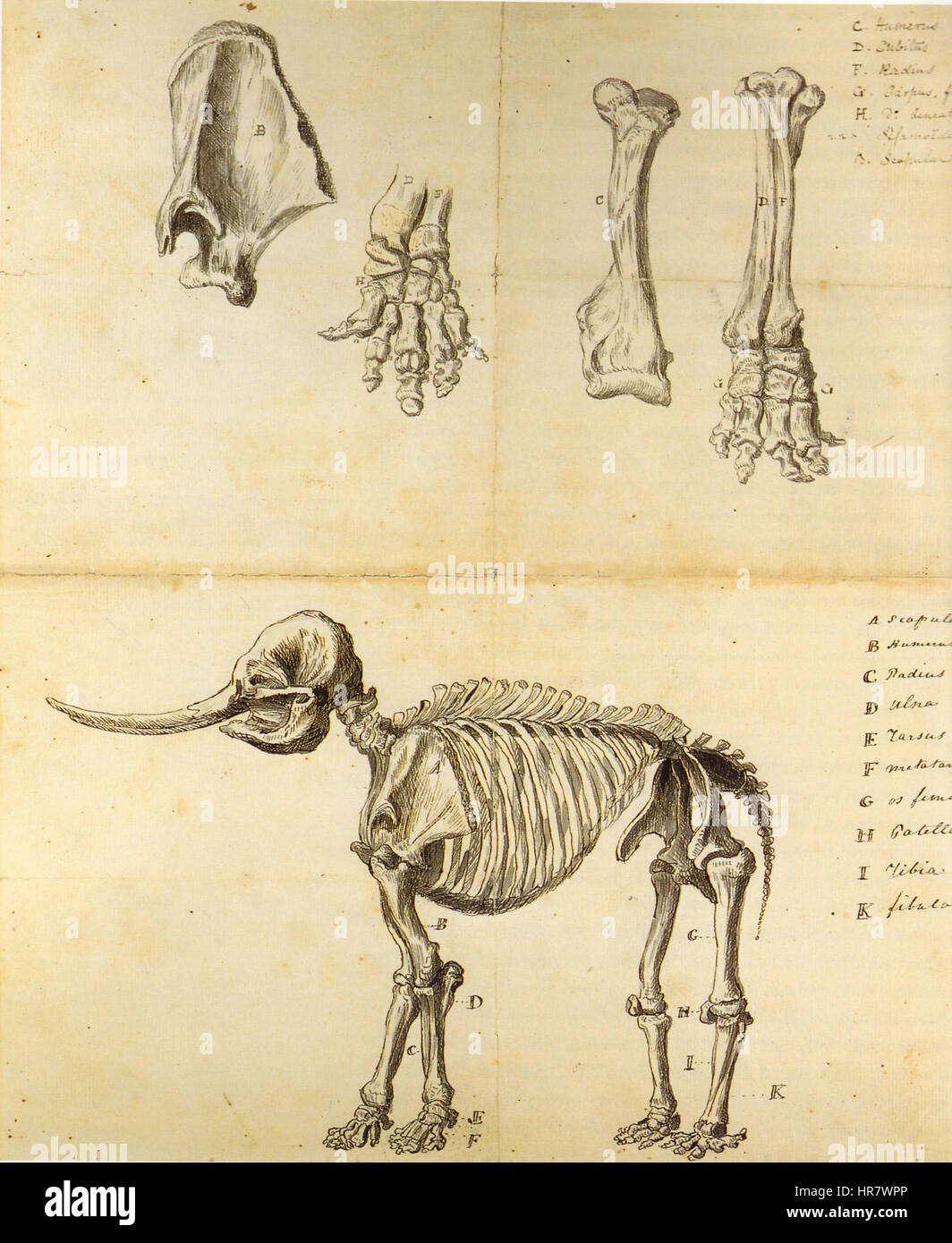 Arbeiten-Skizze von Mastodon Rembrandt Peale Stockfoto