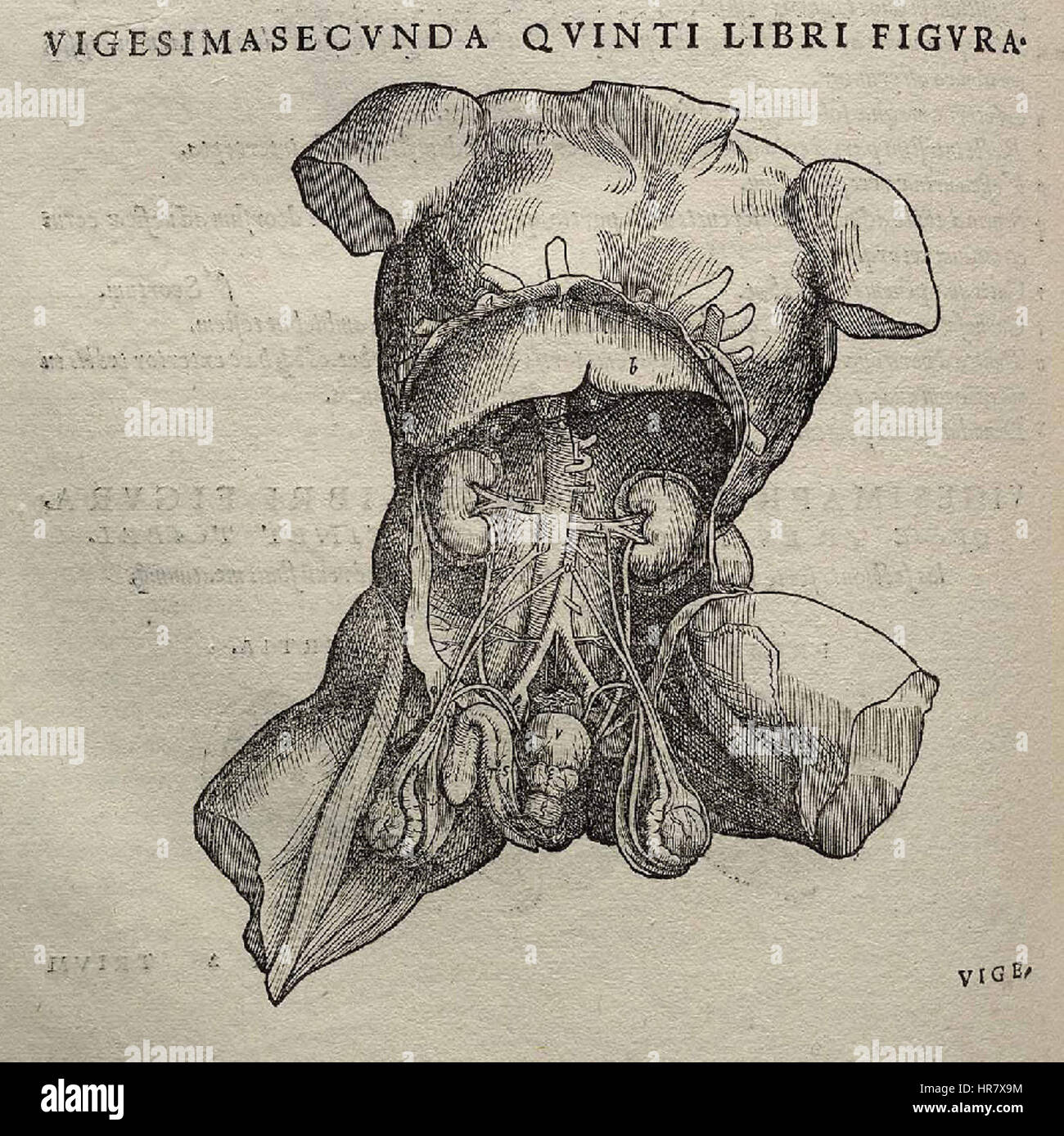 Vesalius’ „Fabrica“ ist ein zentrales Werk in der Geschichte der Anatomie, wobei diese Seite detaillierte Abbildungen der menschlichen Anatomie zeigt. Es stellt einen bedeutenden Fortschritt im wissenschaftlichen Verständnis während der Renaissance dar und zeigt die genaue Darstellung des menschlichen Körpers. Stockfoto