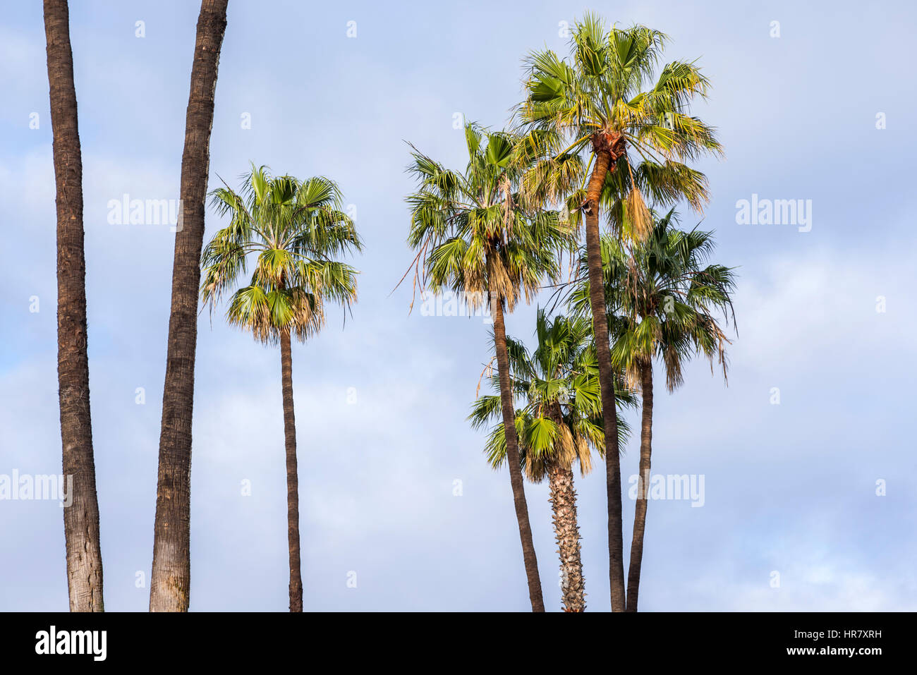 Palmen vor einem bewölkten Himmel. Kalifornien, USA. Stockfoto