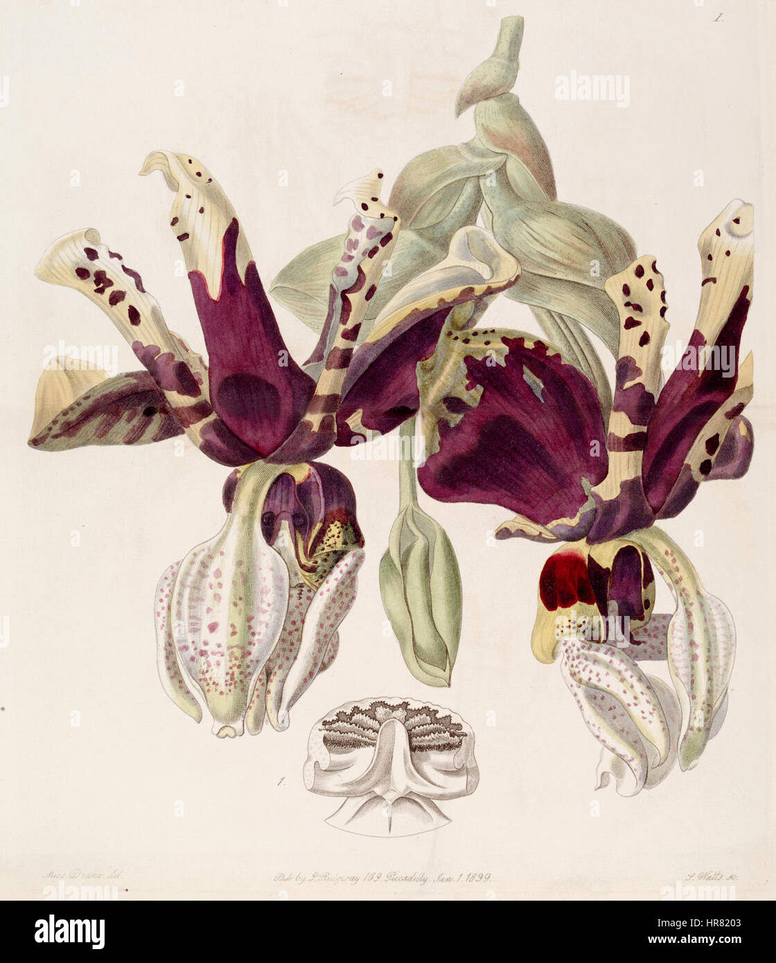 Stanhopea Tigrina-Edwards Vol. 25 pl. 1 (1839) Stockfoto