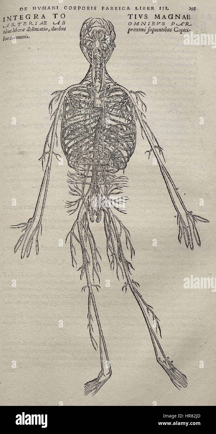 Seite 295 aus Andreas Vesalius' 'de humani corporis fabrica' zeigt eine detaillierte anatomische Studie, die Vesalius' revolutionären Ansatz zur menschlichen Anatomie zeigt. Die Arbeit ist ein Eckpfeiler der medizinischen Illustration und trägt zum Verständnis der menschlichen Physiologie bei. Stockfoto