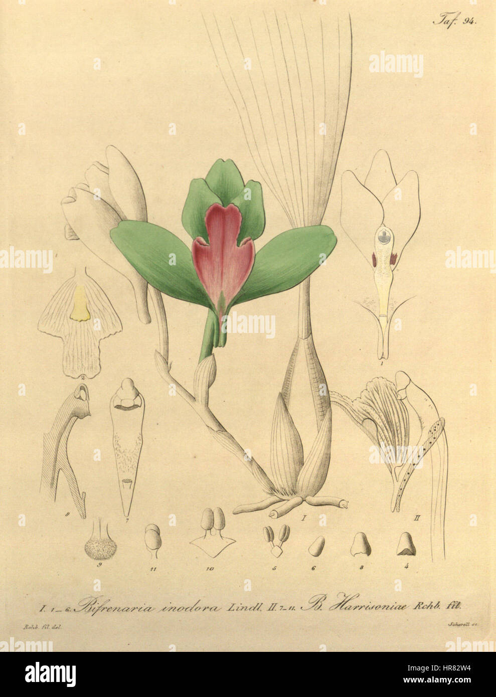 „Bifrenaria inodora Harrisoniae“ ist eine Illustration einer Orchideenart aus der botanischen Serie „Xenia“. Diese Orchideenart ist bekannt für ihr einzigartiges Aussehen und ihre lebendigen Farben, die oft in der botanischen Kunst für ihre komplizierten Details und Schönheit studiert werden. Stockfoto
