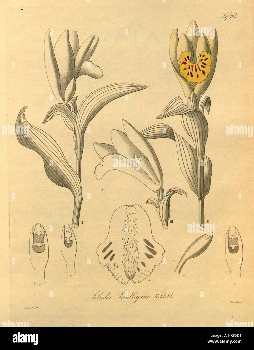 Sobralia Lindleyana - Xenia 2 pl 163 Stockfoto