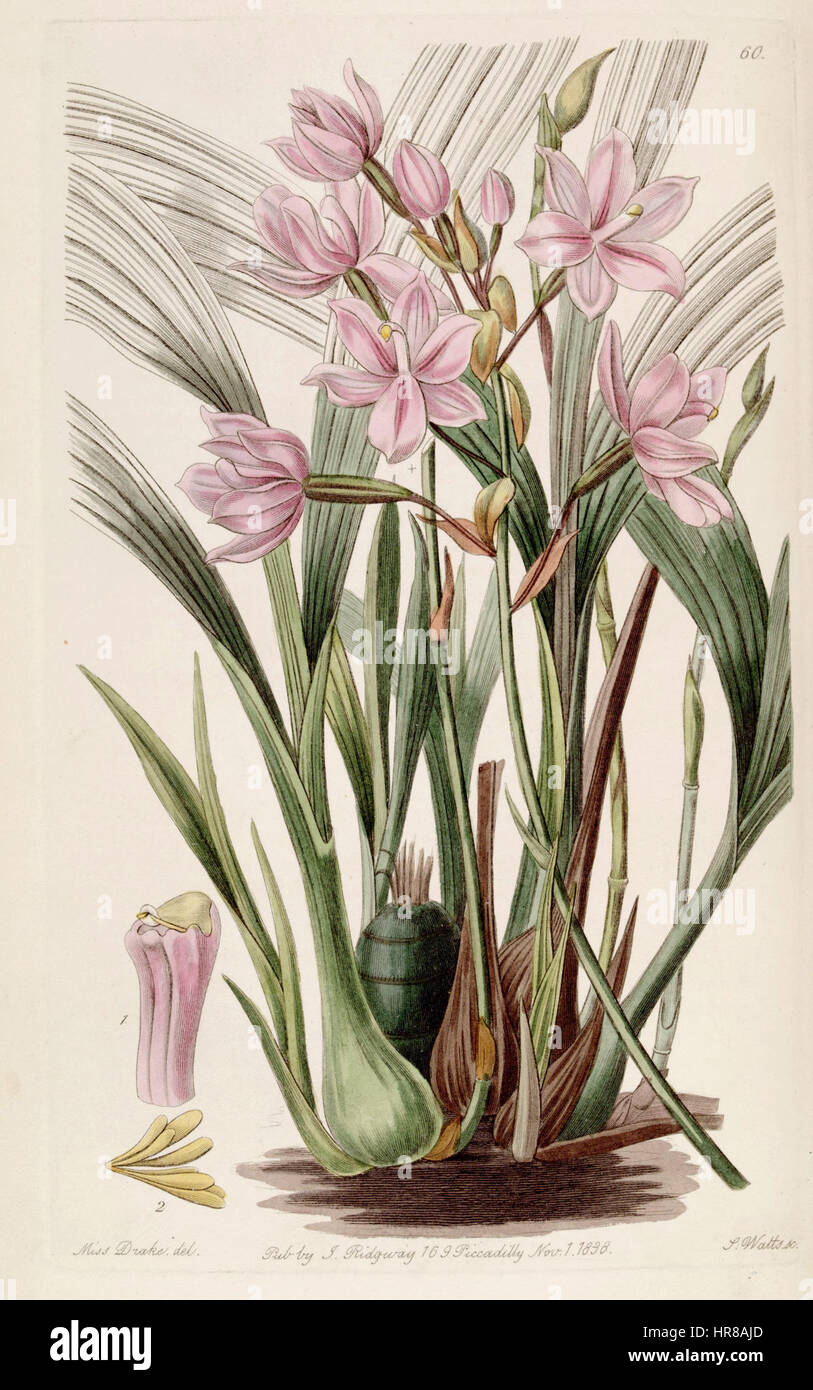 Spathoglottis Plicata (als Paxtonia Rosea) - Edwards Vol 24 (NS 1) pl 60 (1838) Stockfoto