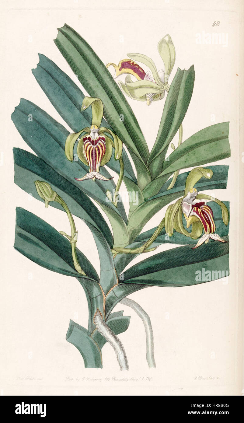 Vanda Cristata - Edwards Vol 28 (NS 5) pl 48 (1842) Stockfoto