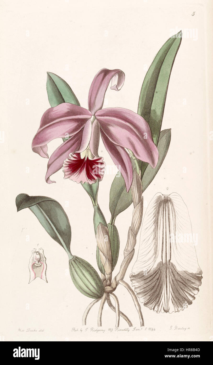 Diese botanische Illustration aus Edwards' 'Botany' (1844) zeigt Sophronitis pumila, früher als Cattleya pumila klassifiziert. Das Kunstwerk hebt die komplizierten Details dieser Orchideenart hervor und betont ihre zarten Blütenblätter und leuchtenden Farben. Stockfoto