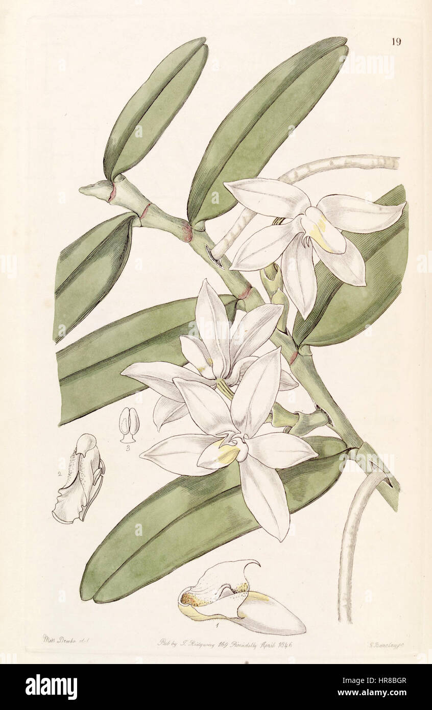 Thrixspermum Calceolus (als Sarcochilus Calceolus) - Edwards Vol 32 (NS 9) pl 19 (1846) Stockfoto