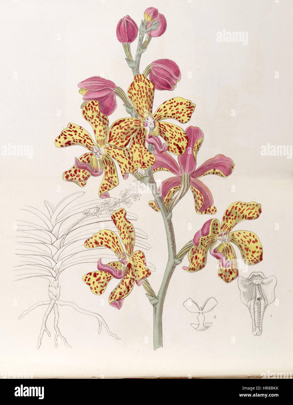 Vandopsis lissochiloides, früher bekannt als Vanda batemannii, ist eine Orchideenart, die 1846 in Edwards' Botanical Register abgebildet ist. Das Kunstwerk zeigt die besonderen Merkmale der Art, einschließlich ihrer lebendigen Blumen und ihrer detaillierten Struktur, und bietet Botanikern wertvolle Informationen über ihr Aussehen und ihre Klassifizierung. Stockfoto