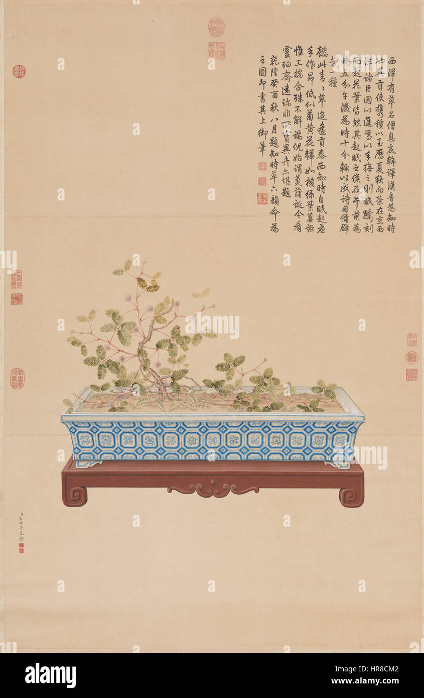 Uhrzeit sagen Pflanze aus dem Westen Stockfoto