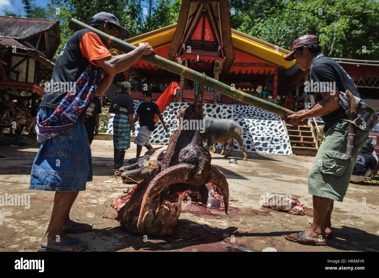 Während einer traditionellen rituellen Beerdigung von Tana Toraja werden die Köpfe der Büffel gehalten. Die Hörner werden die verstorbene Grabstätte schmücken. Je mehr Stockfoto