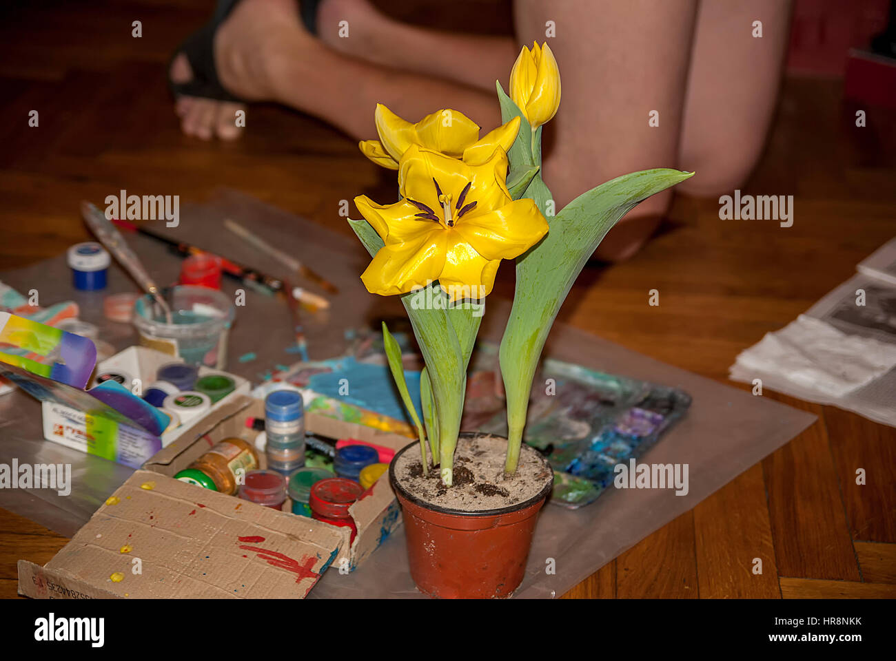 Die gelbe Tulpe wächst in einem Topf Stockfoto