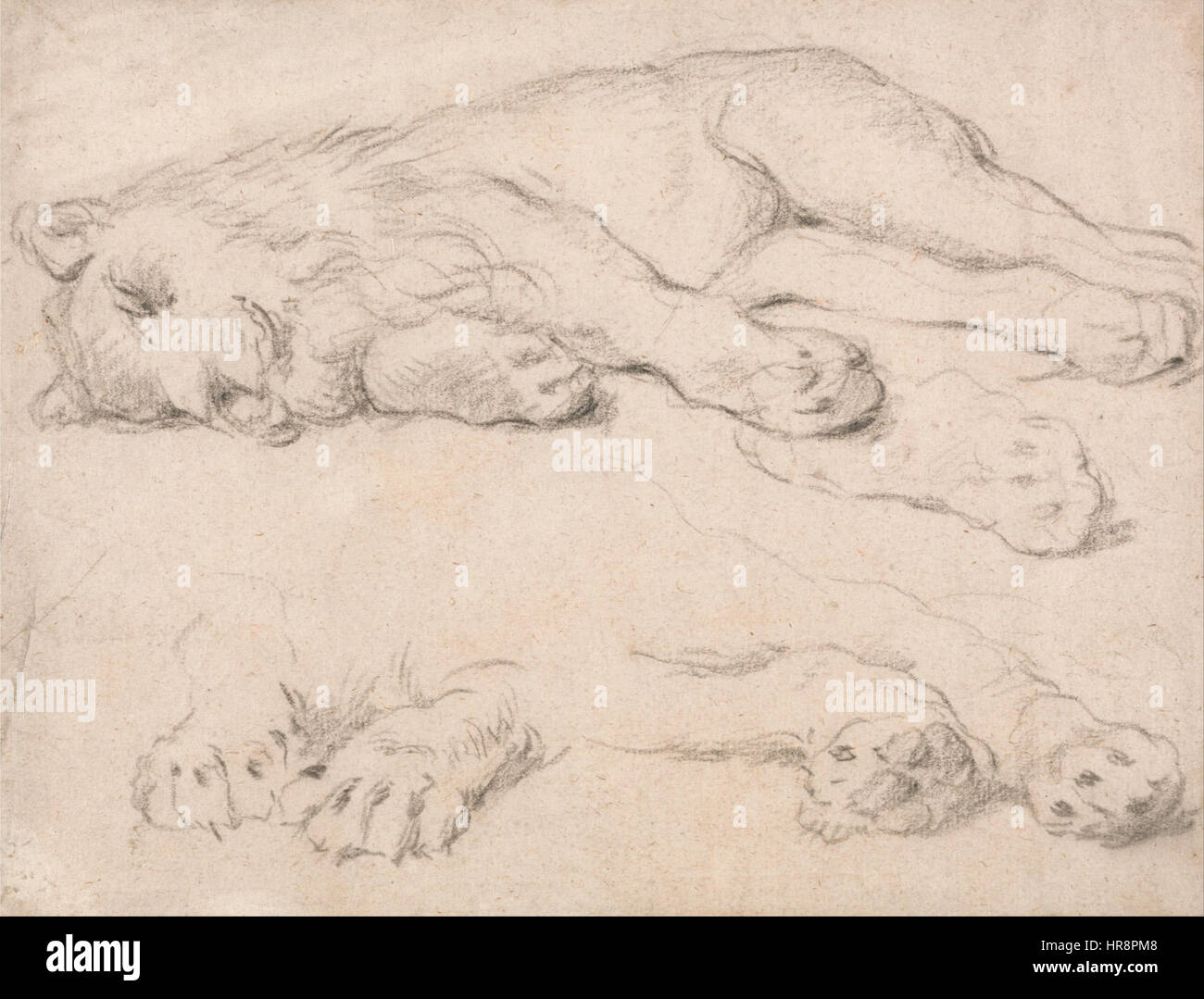 Studien eines schlafenden Löwen - Google Art Project Stockfoto