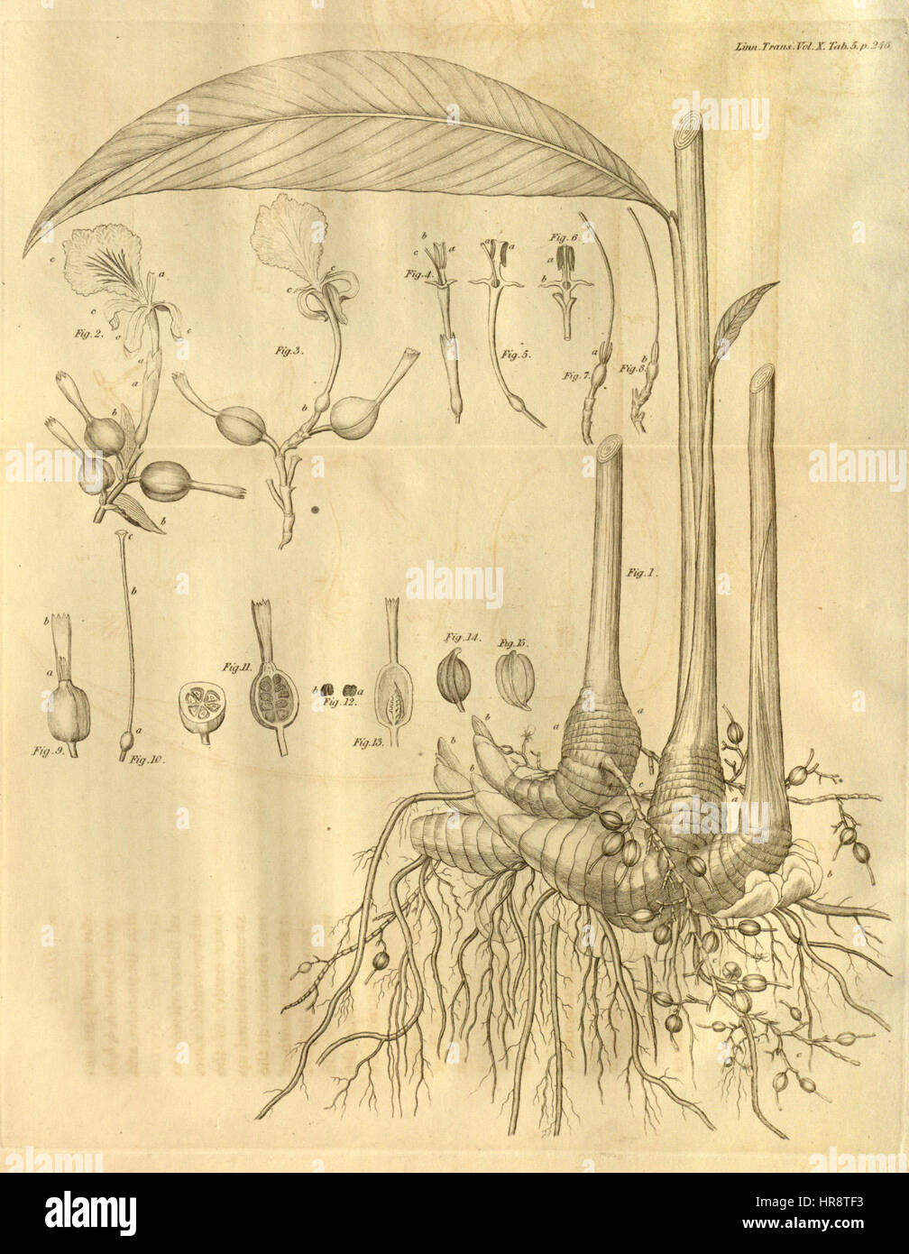 Band 10 der „Transactions of the Linnean Society of London“ enthält wissenschaftliche Arbeiten und Illustrationen zu Biologie und Naturwissenschaften. Klicken. 5 enthält botanische Abbildungen, die zur Untersuchung von Pflanzenarten und ihrer Klassifizierung beitragen. Stockfoto