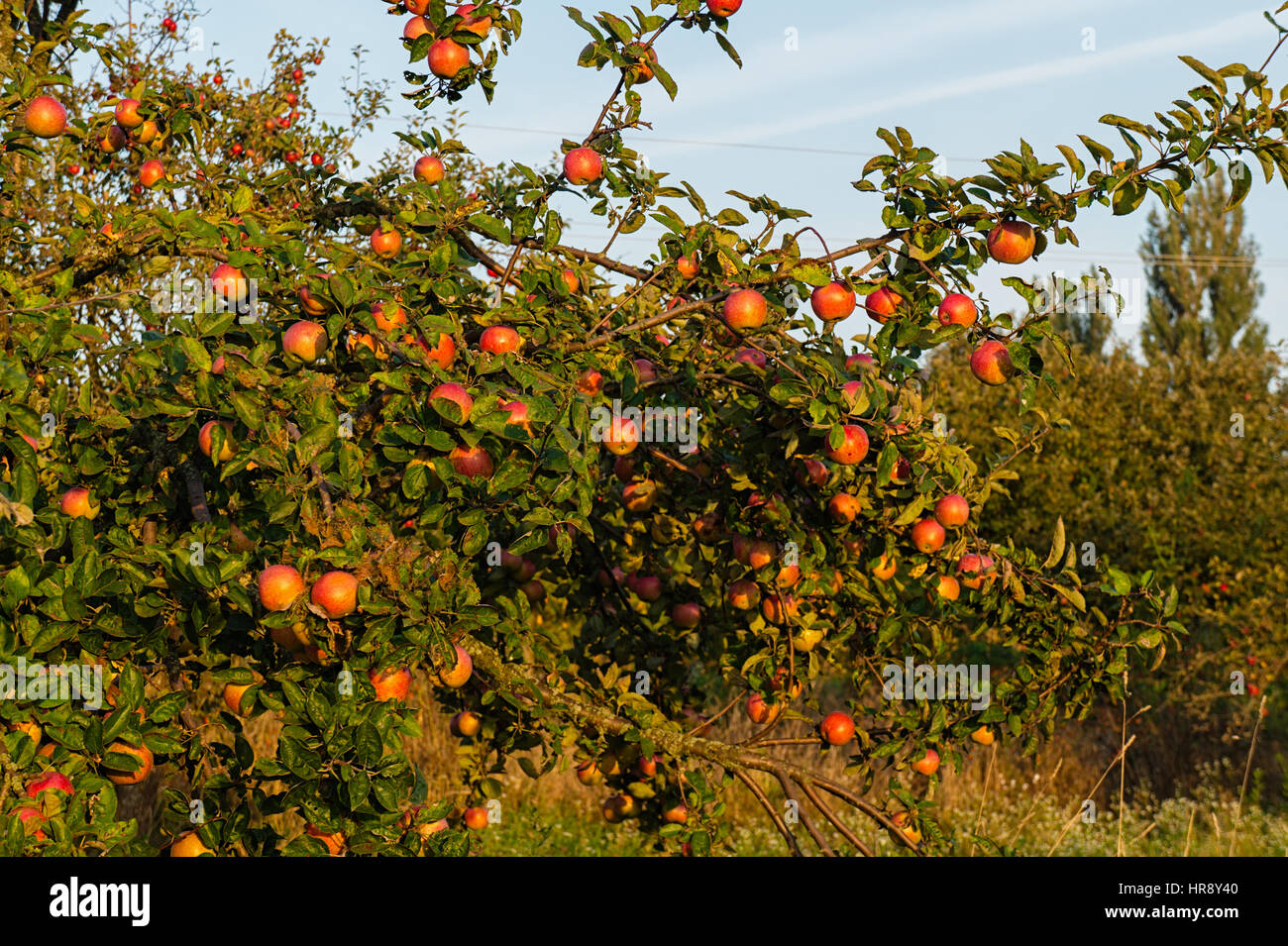 Garten Herbst mit Apfel Ernte reifer roter Frucht auf den Bäumen Stockfoto