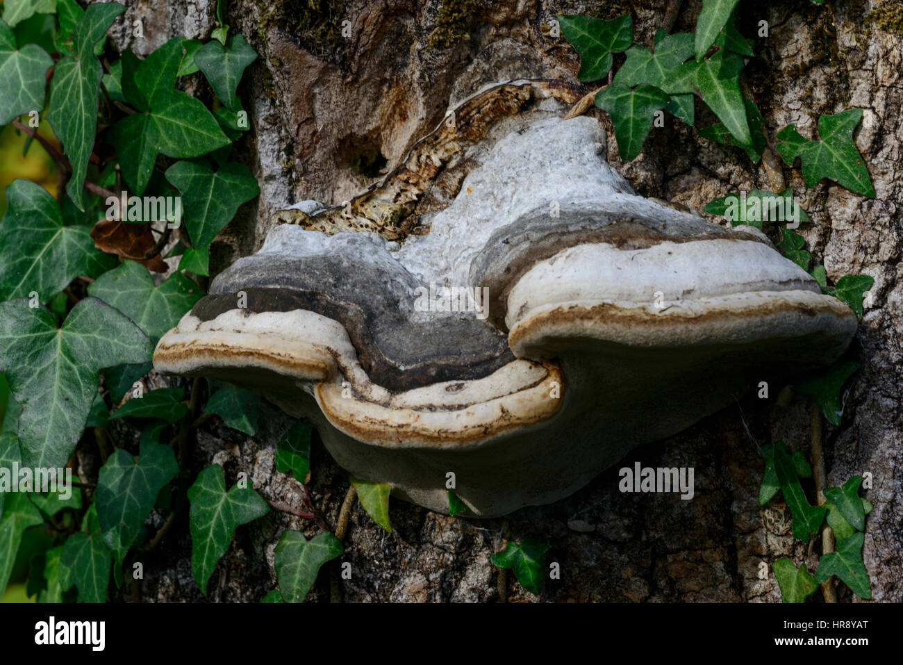 Weide Halterung (Phellinus Igniarius) Pilze Stockfoto