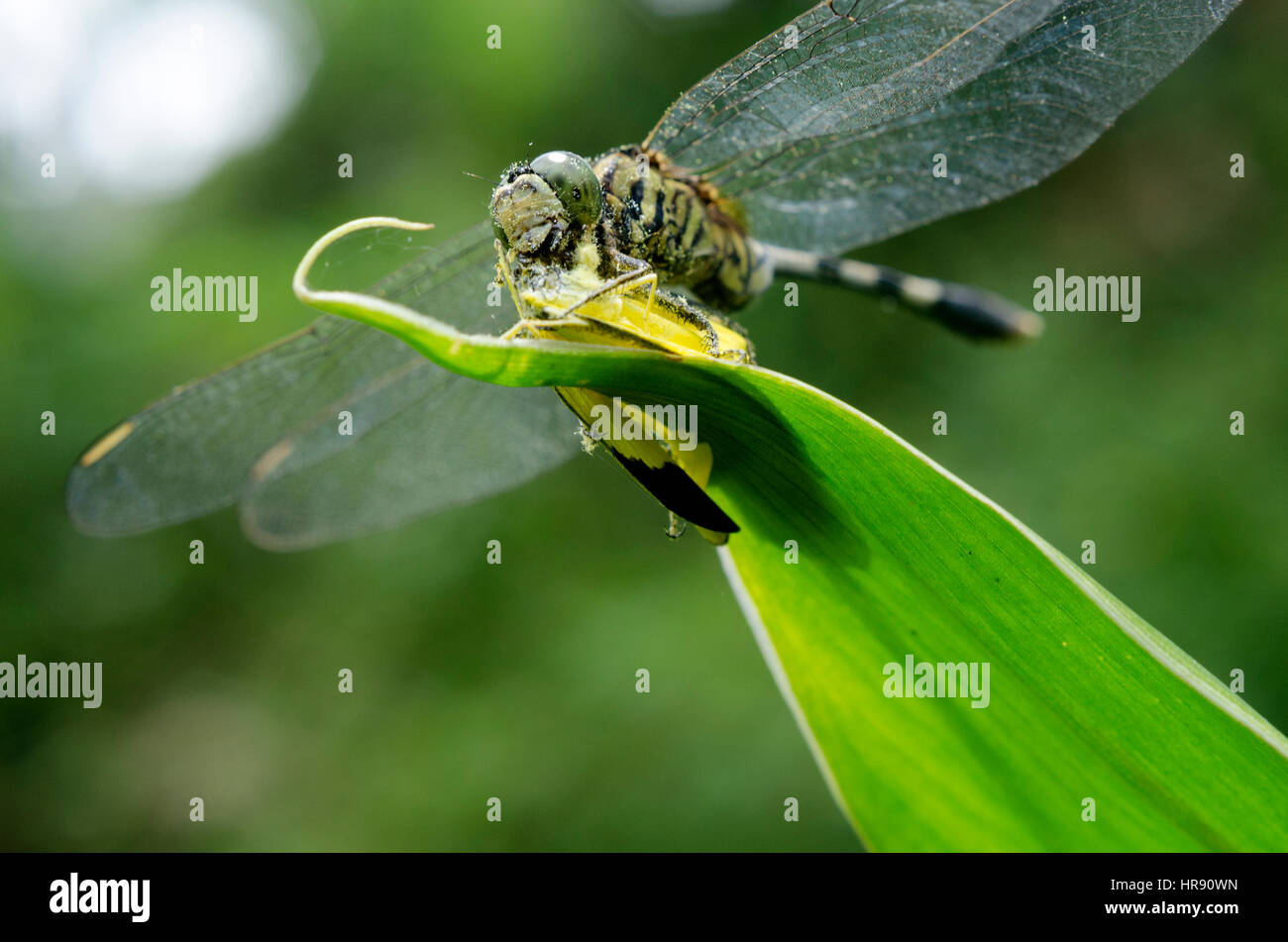 Libelle im freien Stockfoto