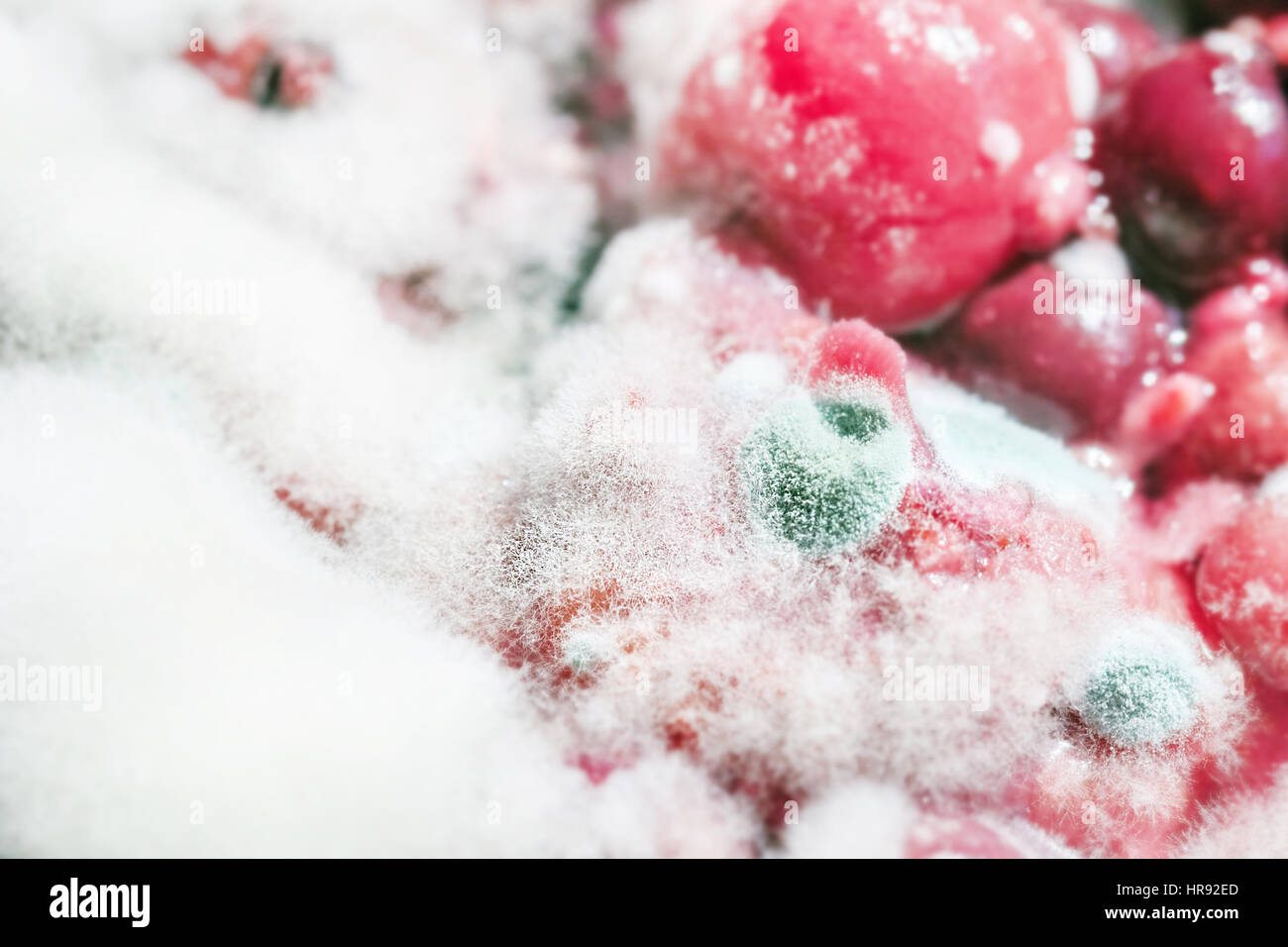 Große weiße Schimmel an roten Beeren wie Symbol der Zeit Stockfoto