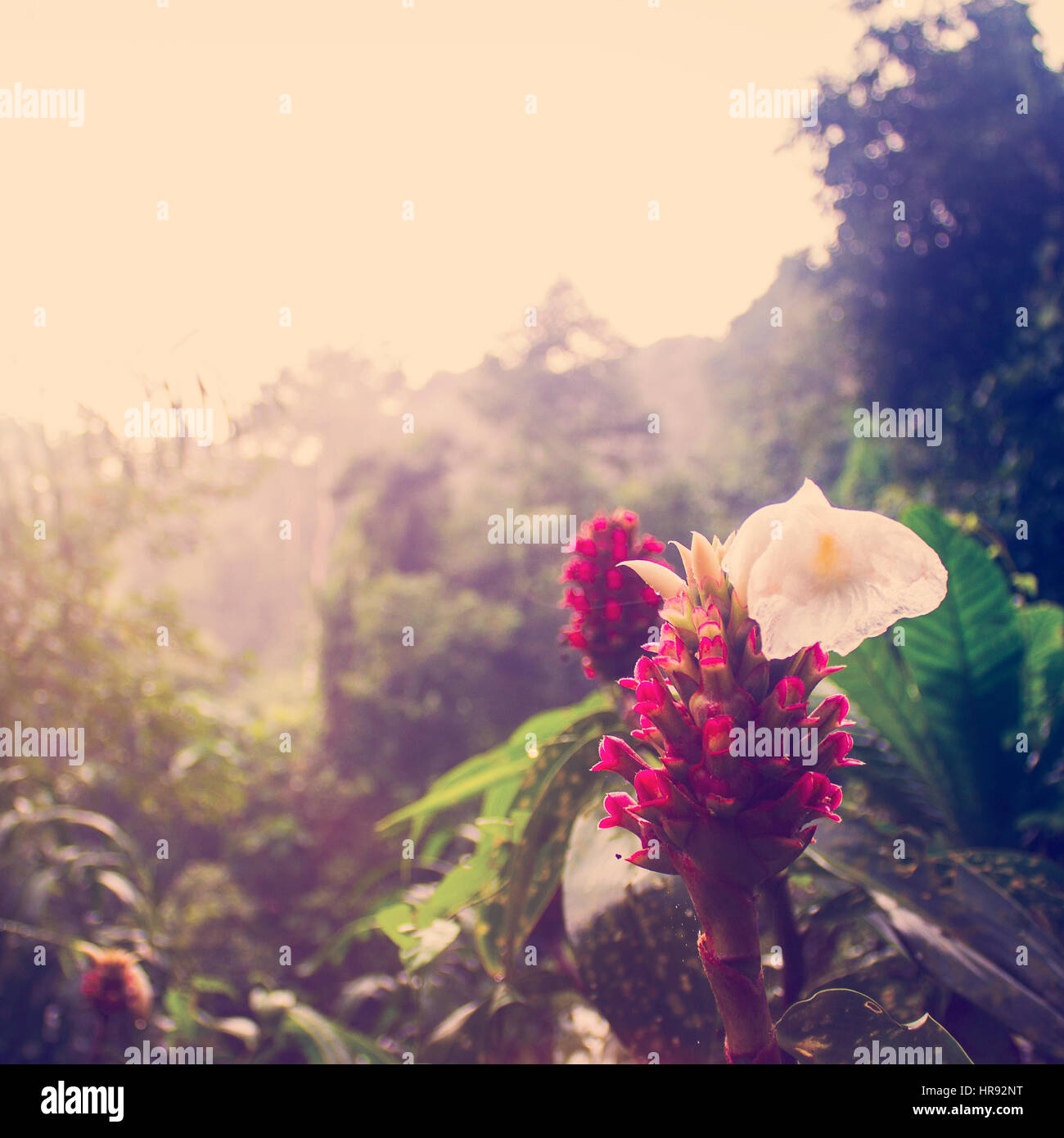 Blume Grün Natur Natur Stockfoto