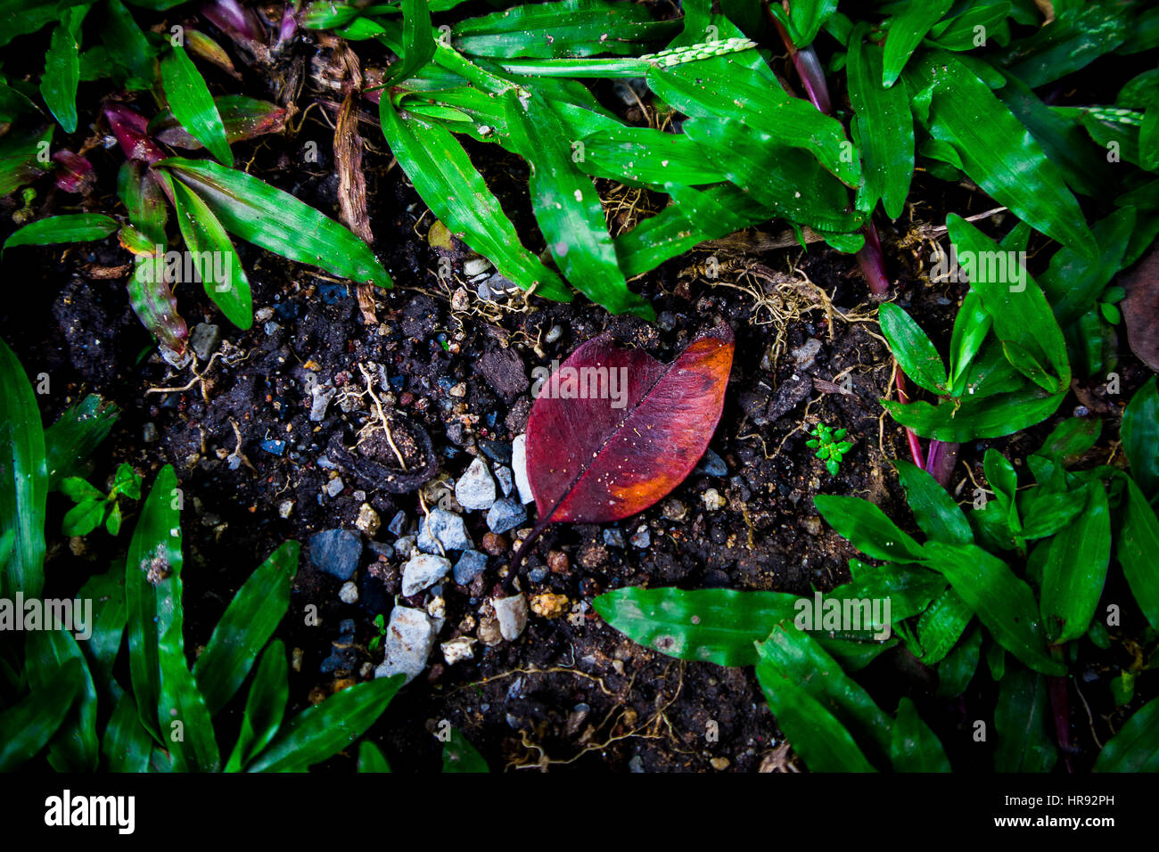 Natur Natur Boden Laubgrün Stockfoto