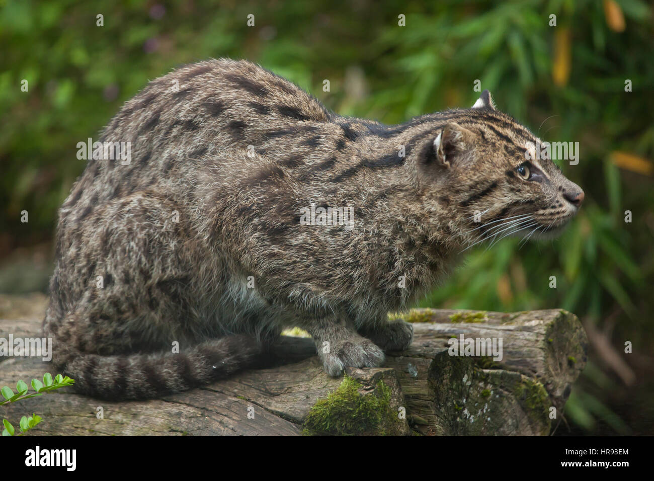 Fischen-Katze (Prionailurus Viverrinus). Tierwelt Tier. Stockfoto