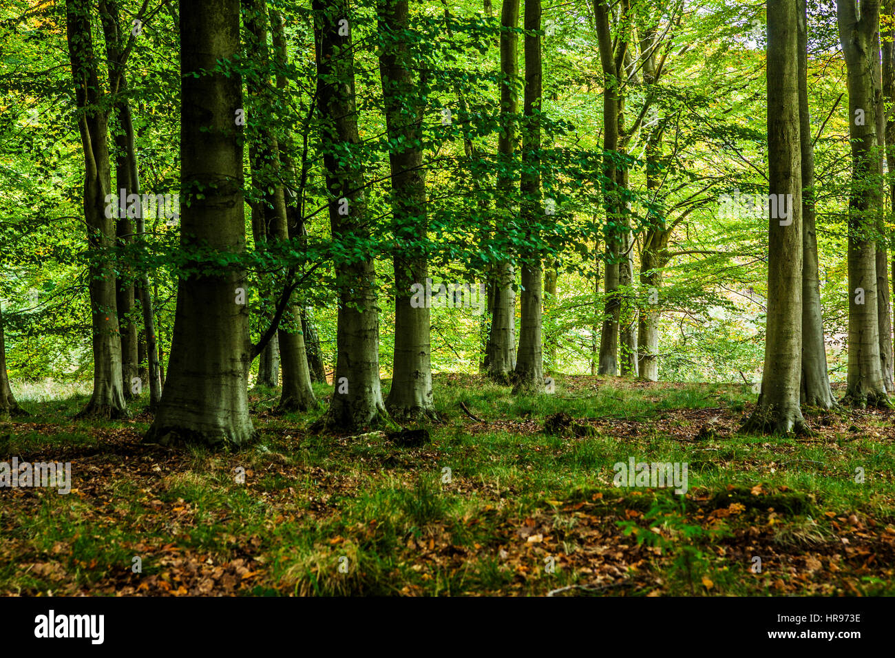 Der Forest of Dean in Gloucestershire. Stockfoto