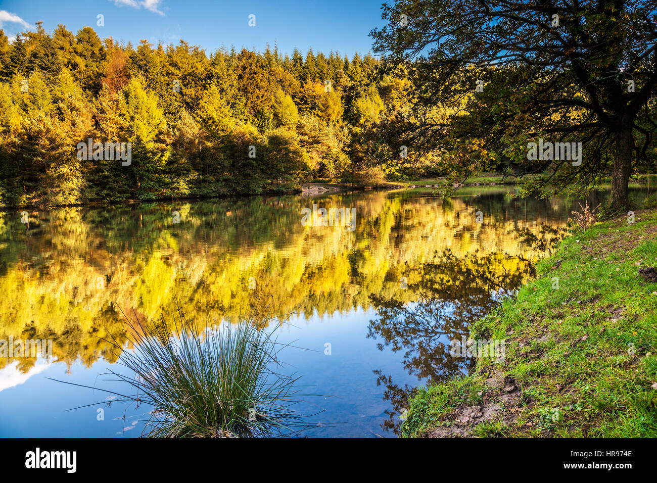 Stockenten Hecht im Forest of Dean in Gloucestershire. Stockfoto