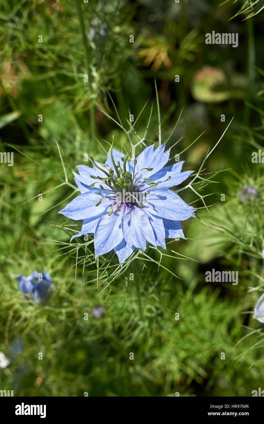 Nigella Blume Stockfoto