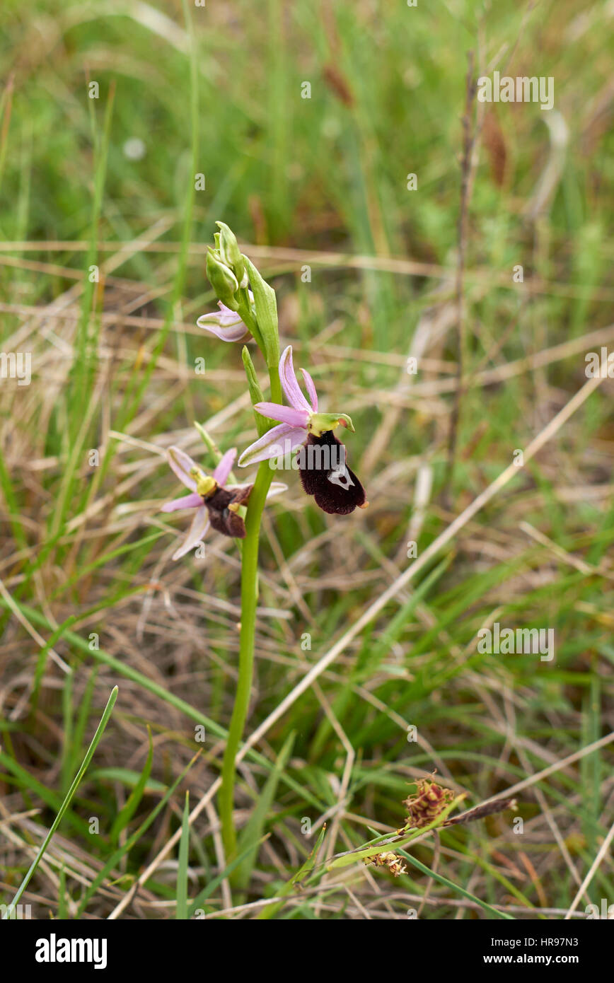 Ophrys bertolonii Stockfoto
