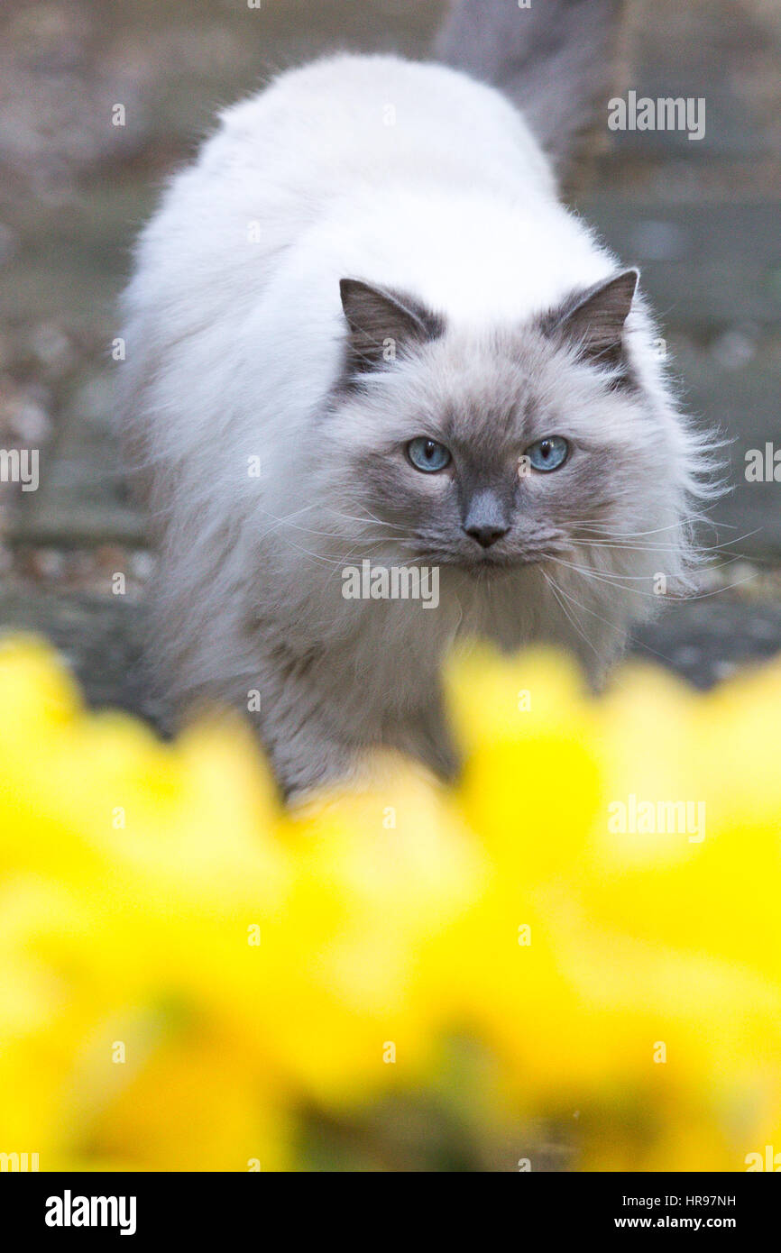 Eine Katze späht durch Frühling Narzissen im Garten. Stockfoto