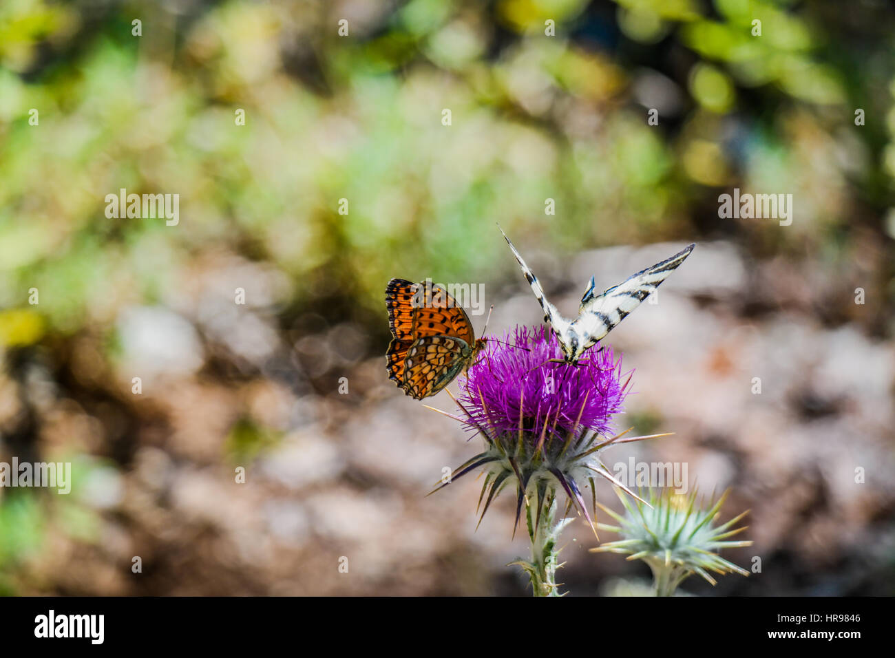 bunte Schmetterlinge auf rosa Pflanze Stockfoto