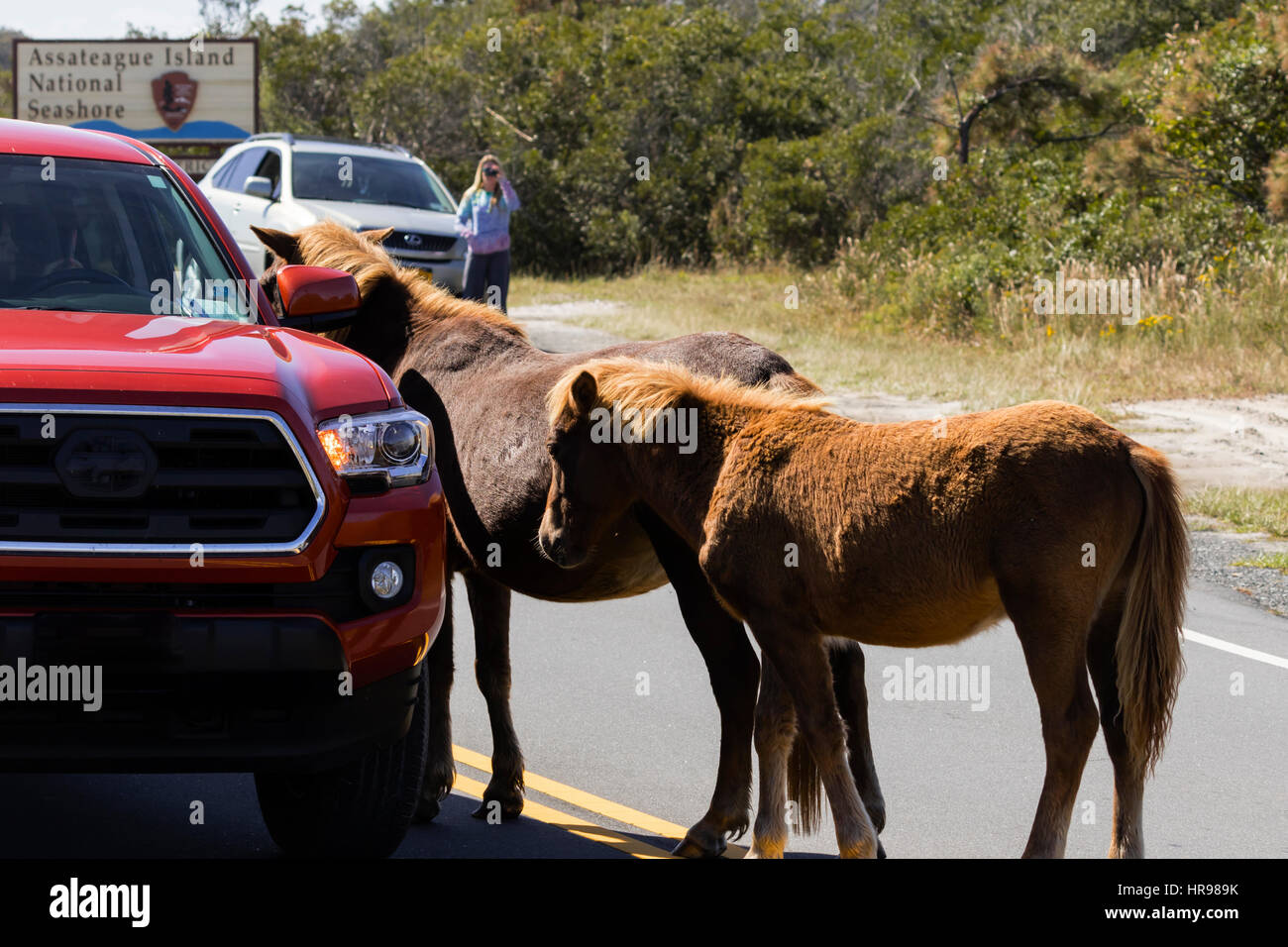 Assateague Pony (Equus Caballus) versuchen, ein Handout von Besuchern zu Assateague Island National Seashore Stockfoto