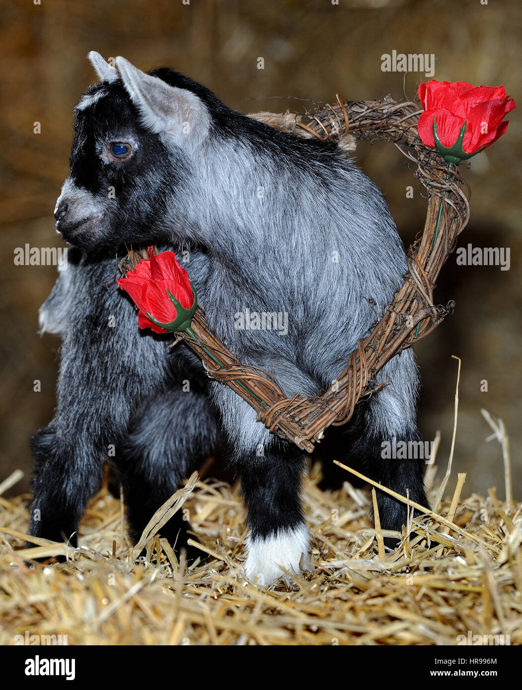 Liebe liegt in der Luft für Valentinstag auf Smithills Open Farm in Bolton, Lancashire. Neu geboren Pygmäen Ziege Everest auf der Suche nach Liebe mit seinem Valentin Stockfoto