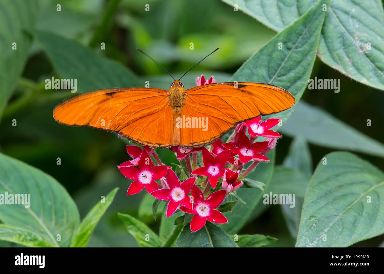 Dryas Iulia Flamme Schmetterling auf rosa Blüten Stockfoto