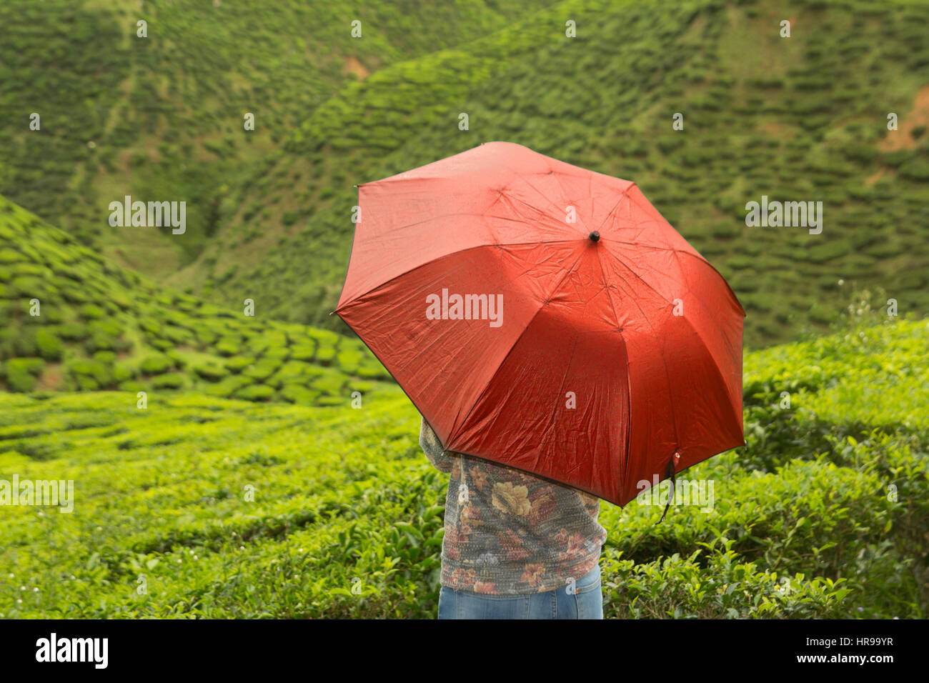 Frau mit Regenschirm auf Teeplantage Stockfoto