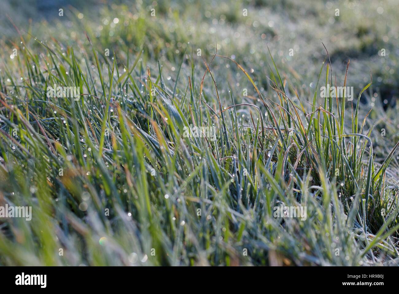 Frost und Tau-Tropfen auf langen Rasen hautnah. Stockfoto