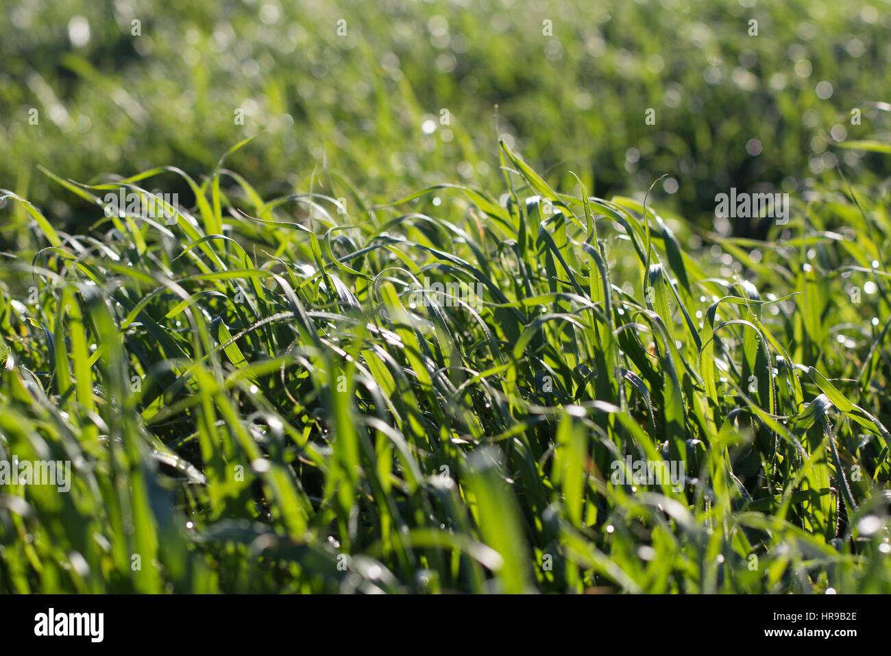 Eine Nahaufnahme von langen, grünen Rasen in einer leichten Brise weht. Stockfoto
