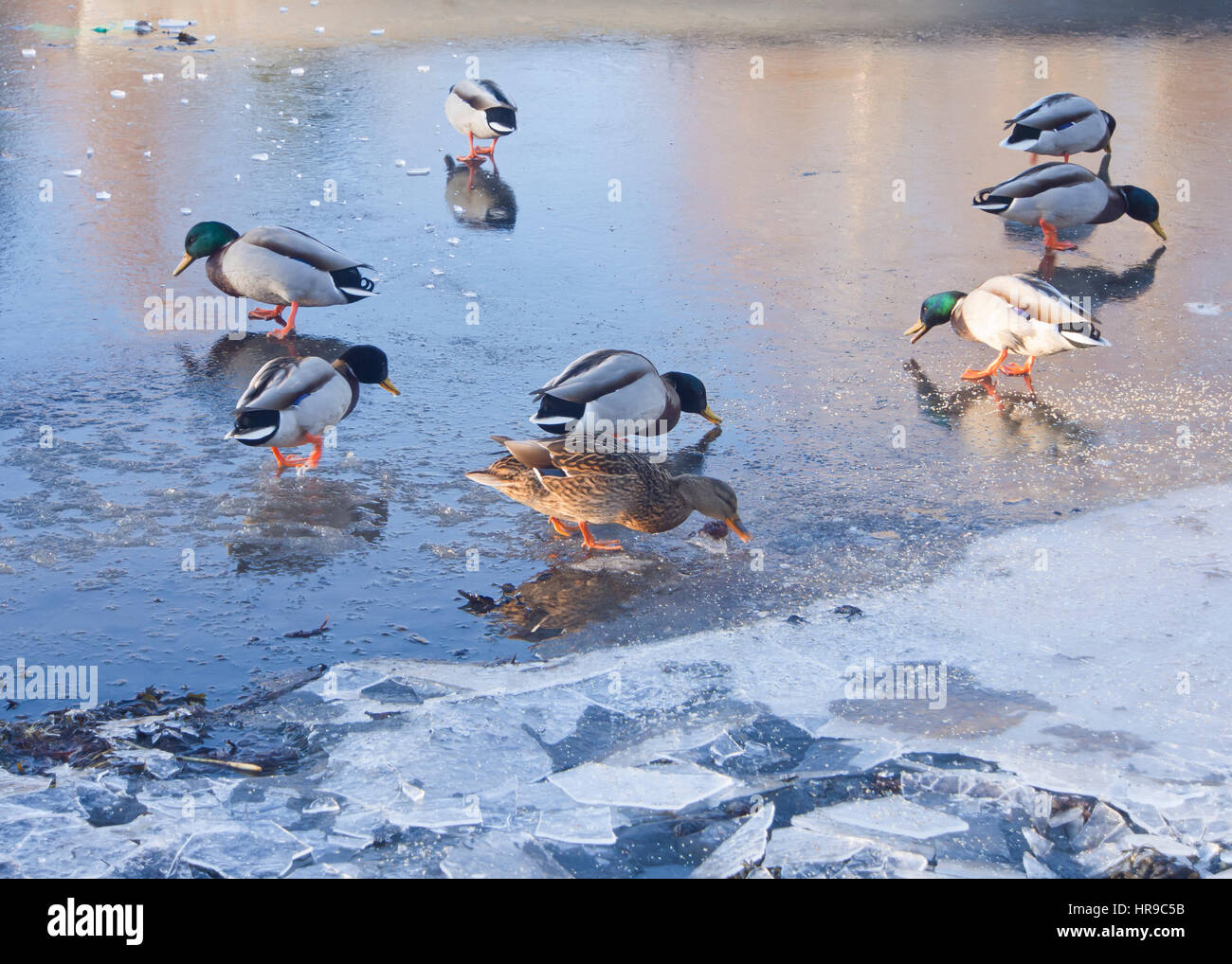 Stockente Enten auf dem Eis, Winter Beobachtung auf den Oslo-Fjord, Norwegen Stockfoto