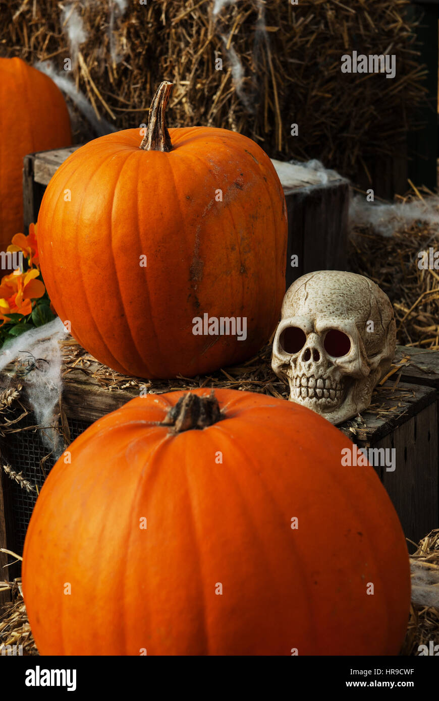 Kürbis und Schädel Display, Halloween-Tag vertreten Stockfoto