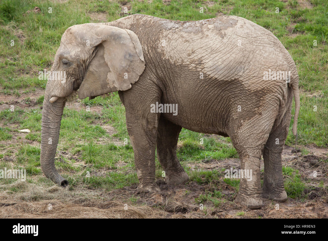 Afrikanischer Bush Elefant (Loxodonta Africana). Stockfoto