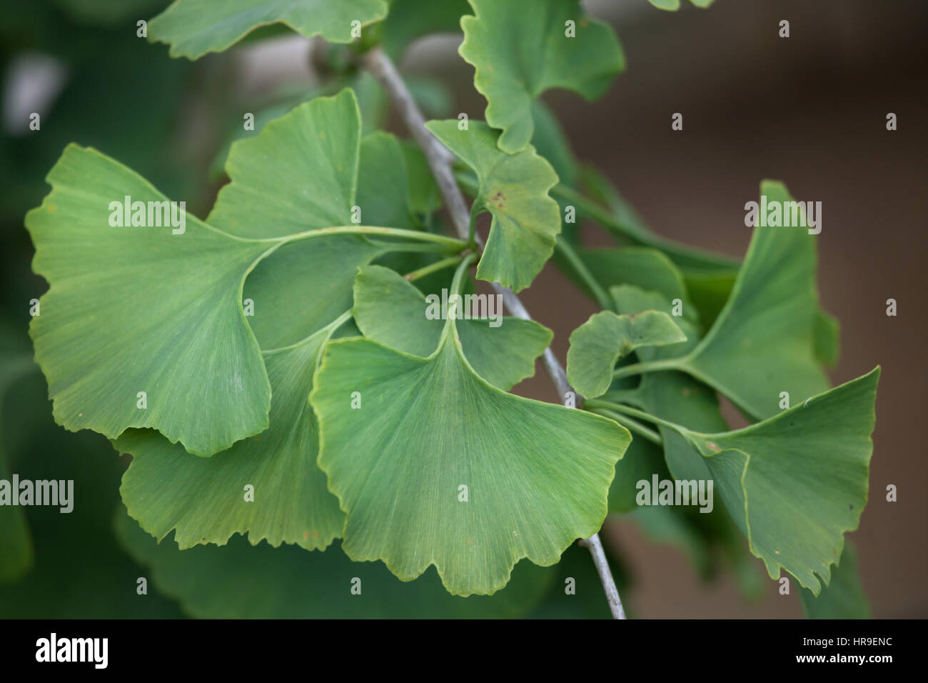 Ginkgo-Baum (Ginkgo Biloba), auch bekannt als Ginkgo oder Gingko. Stockfoto