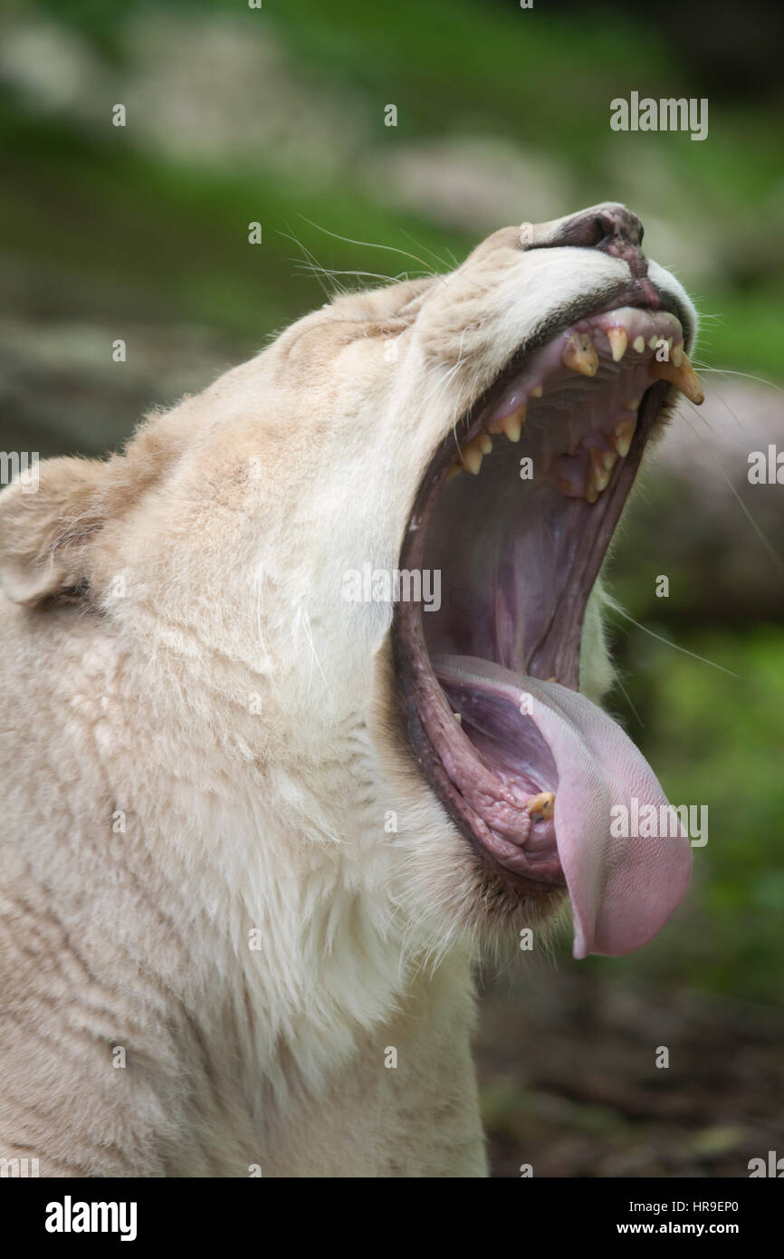 Weiblicher weißer Löwe (Panthera Leo Krugeri). Weiße Löwen sind die Farbe Mutation von der Transvaal-Löwe (Panthera Leo Krugeri), auch bekannt als der Kalahari Stockfoto