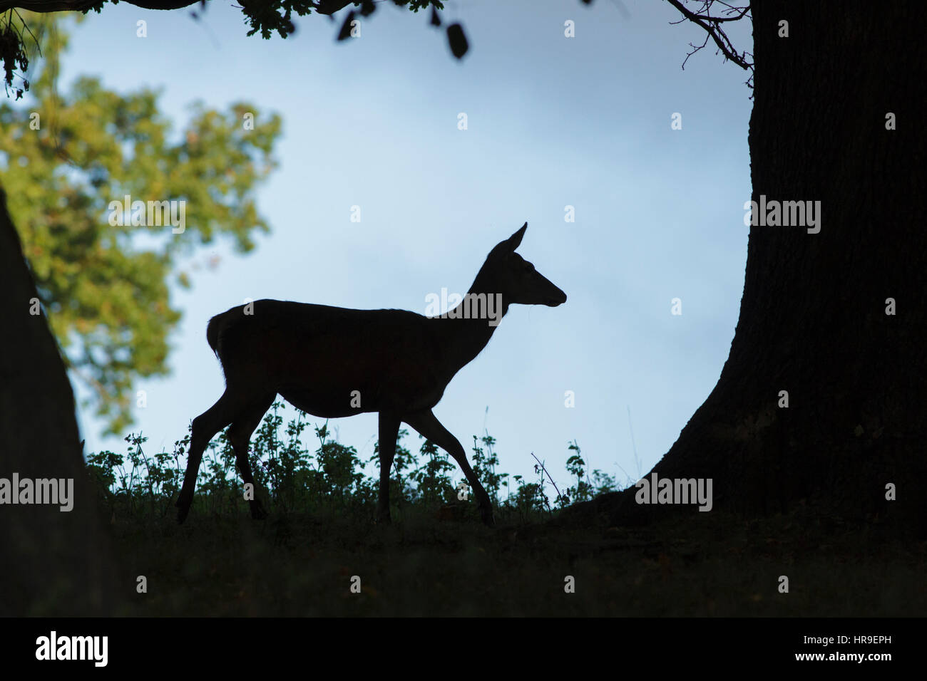 Rothirsch (Cervus Elaphus) Hind, Silhouette unter Baum, Studley Royal, North Yorkshire, England, Oktober Stockfoto