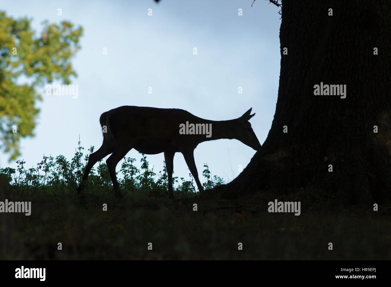 Rothirsch (Cervus Elaphus) schnüffeln Hinterbeine, Silhouette, Baum, Studley Royal, North Yorkshire, England, Oktober Stockfoto