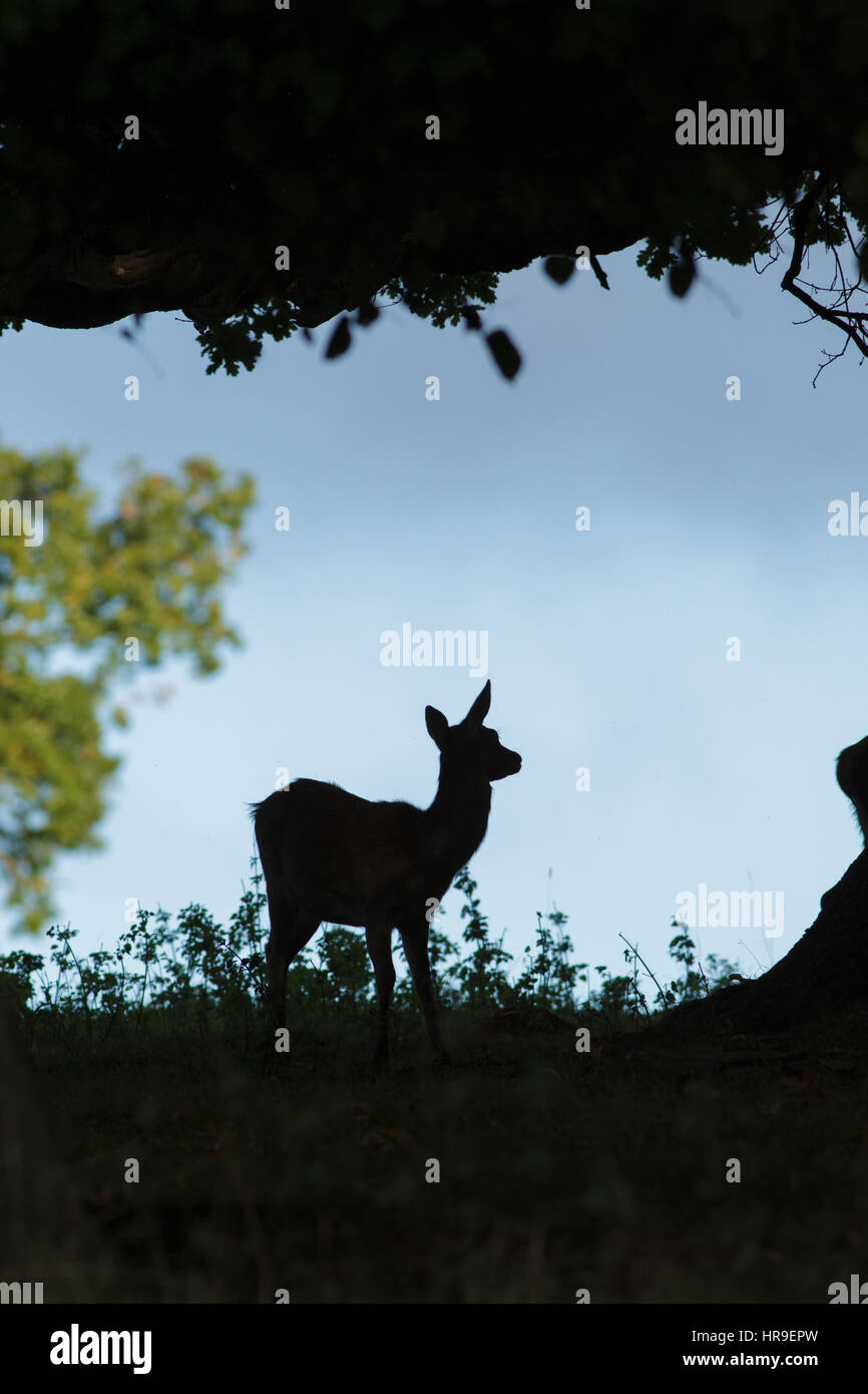 Rothirsch (Cervus Elaphus) Kalb, unter Baum, Silhouette, Studley Royal, North Yorkshire, England, Oktober Stockfoto
