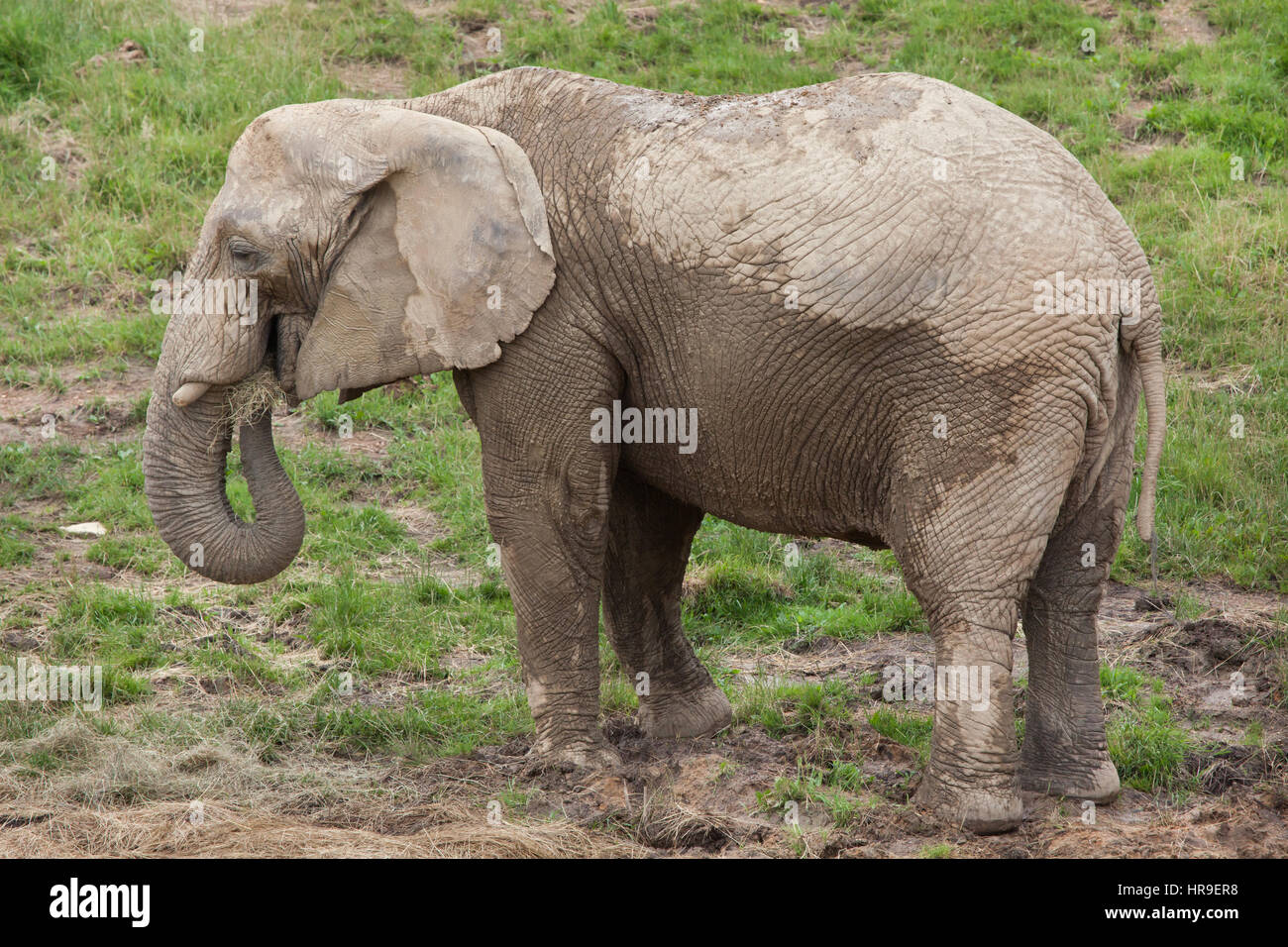 Afrikanischer Bush Elefant (Loxodonta Africana). Stockfoto