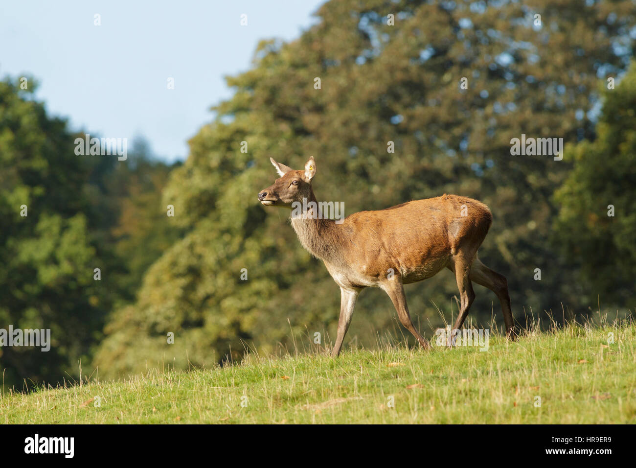 Rothirsch (Cervus Elaphus) Hind, Hang, liefen, Studley Royal, North Yorkshire, England, Oktober Stockfoto
