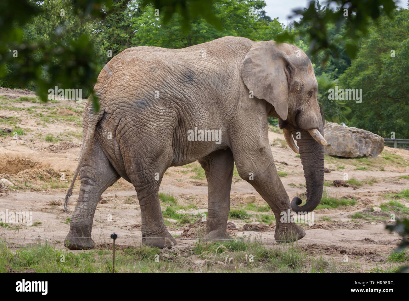 Afrikanischer Bush Elefant (Loxodonta Africana) im Beauval Zoo in Saint-Aignan Sur Cher, Loir-et-Cher, Frankreich. Stockfoto