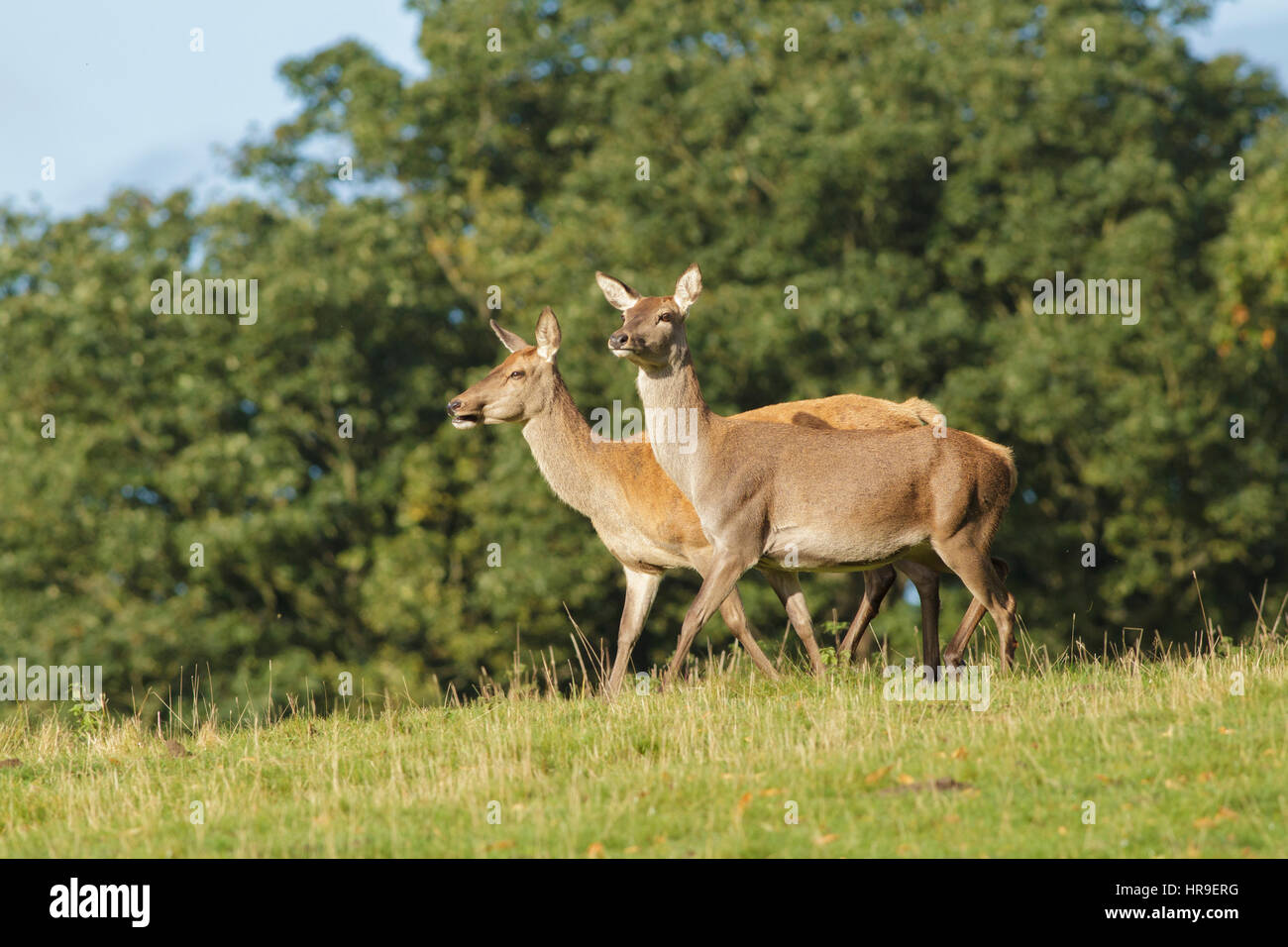 Rothirsch (Cervus Elaphus) zwei Hinds, Hang hinunter, Studley Royal, North Yorkshire, England, Oktober Stockfoto