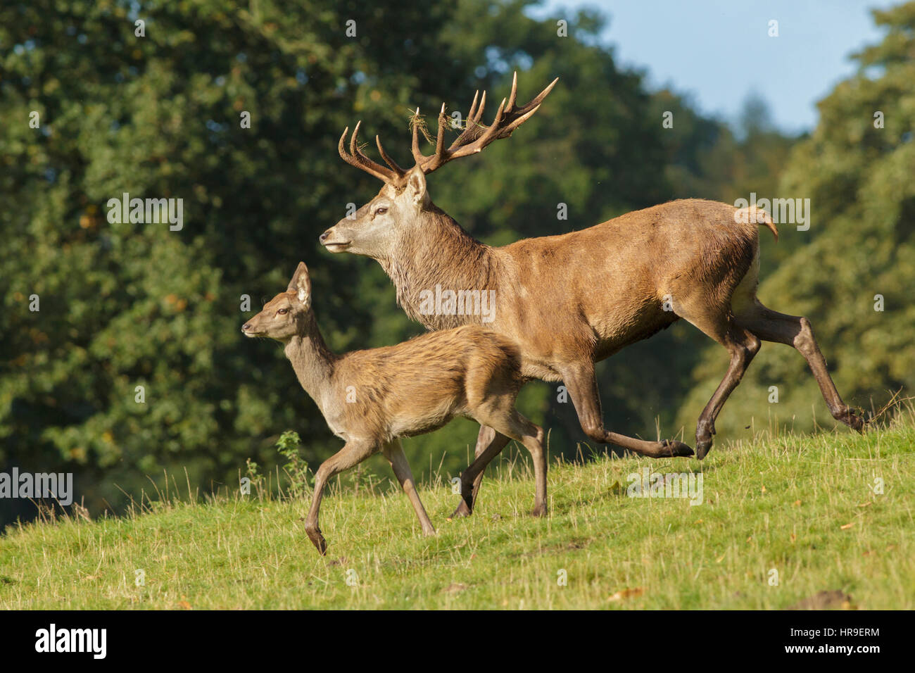 Rothirsch (Cervus Elaphus) Hirsch und Kalb, Hang, liefen, Studley Royal, North Yorkshire, England, Oktober Stockfoto